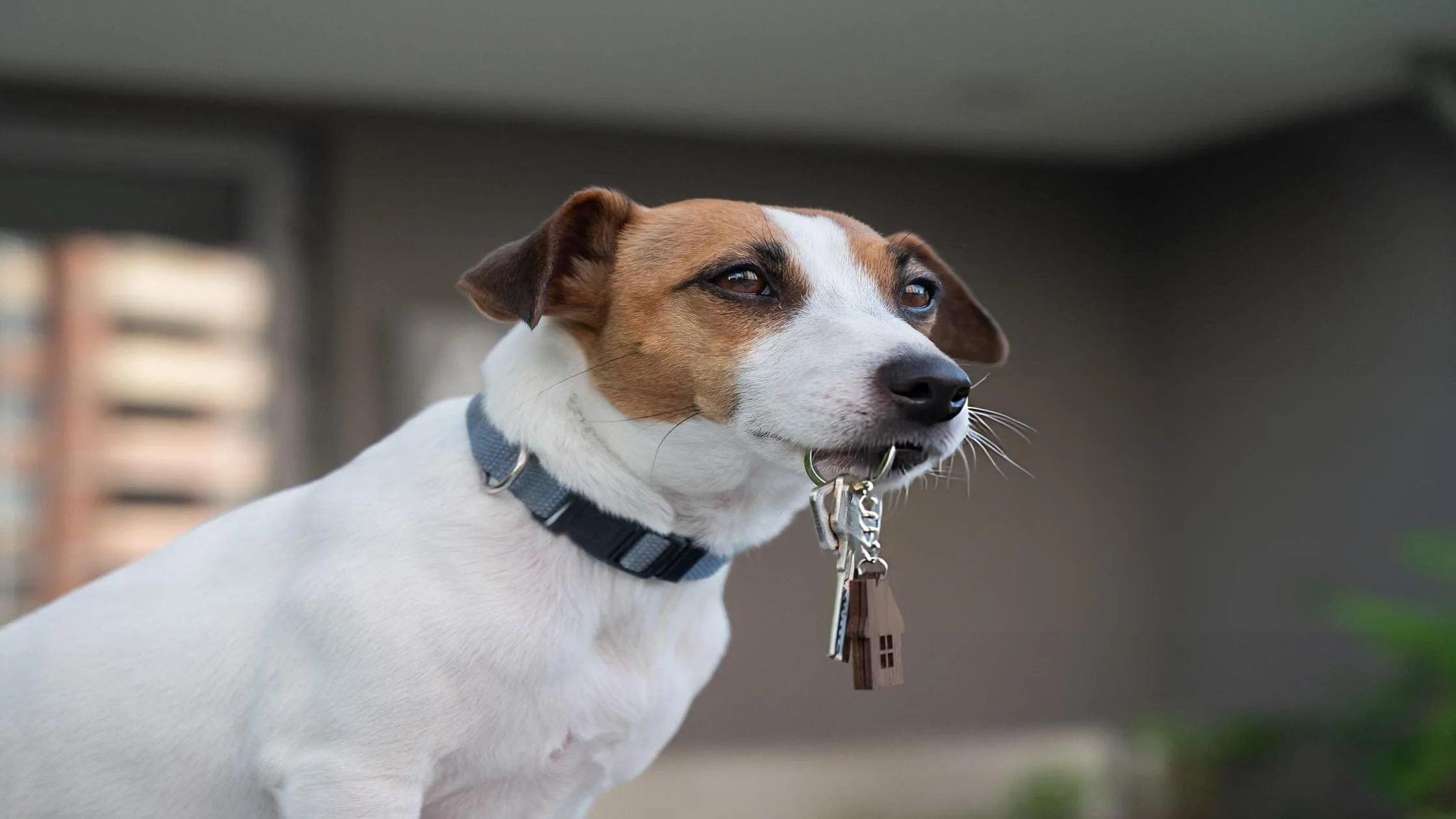 pet-fees-deposits-legal-limits-Washington