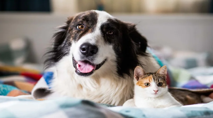 Massachusetts pet rent charges, deposits, and legal limits