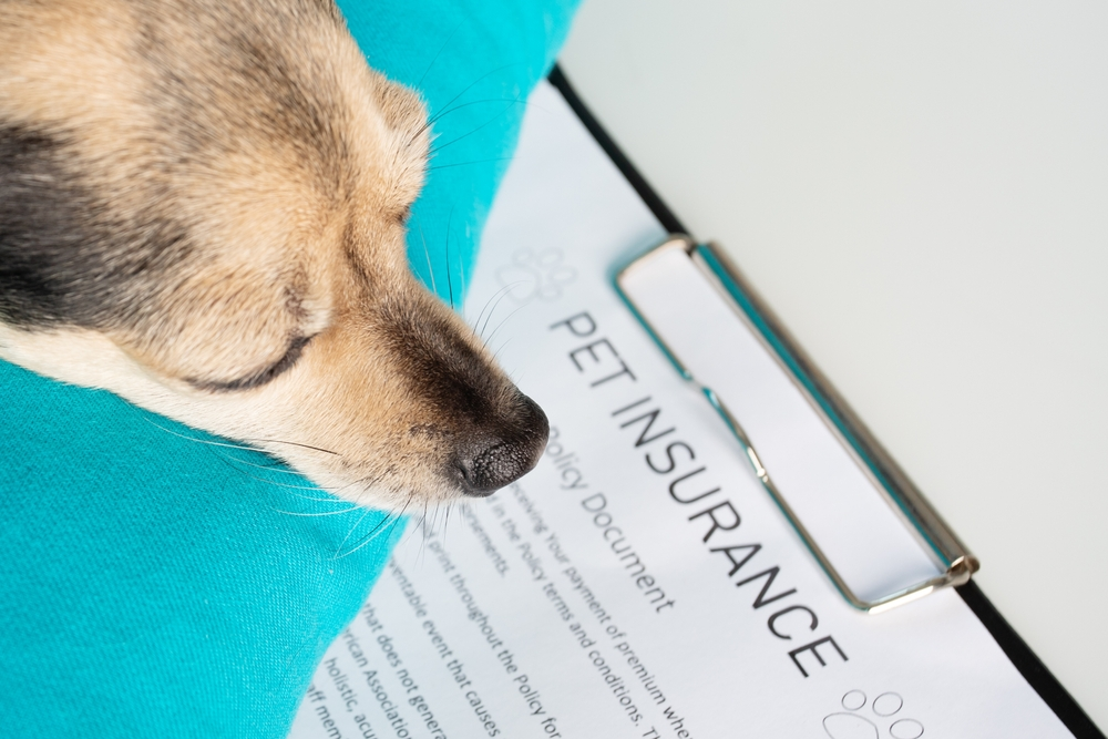 Pet Liability Insurance as a Renter