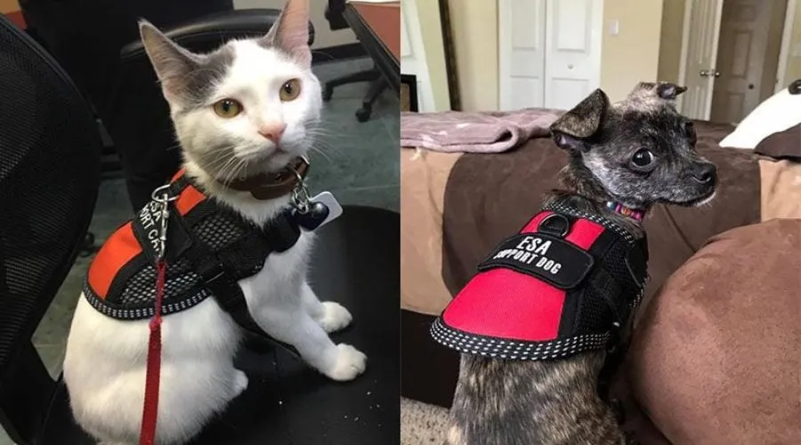 Emotional support animal rights in New Jersey