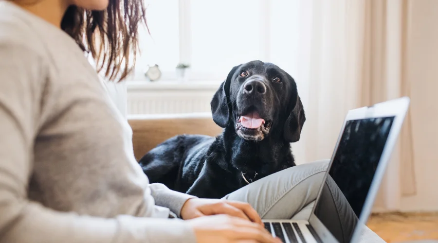 overview of landlord and tenant rights under Florida pet laws