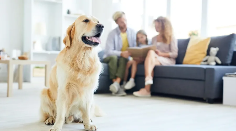 Checklist for landlords preventing disputes under New York pet rent laws