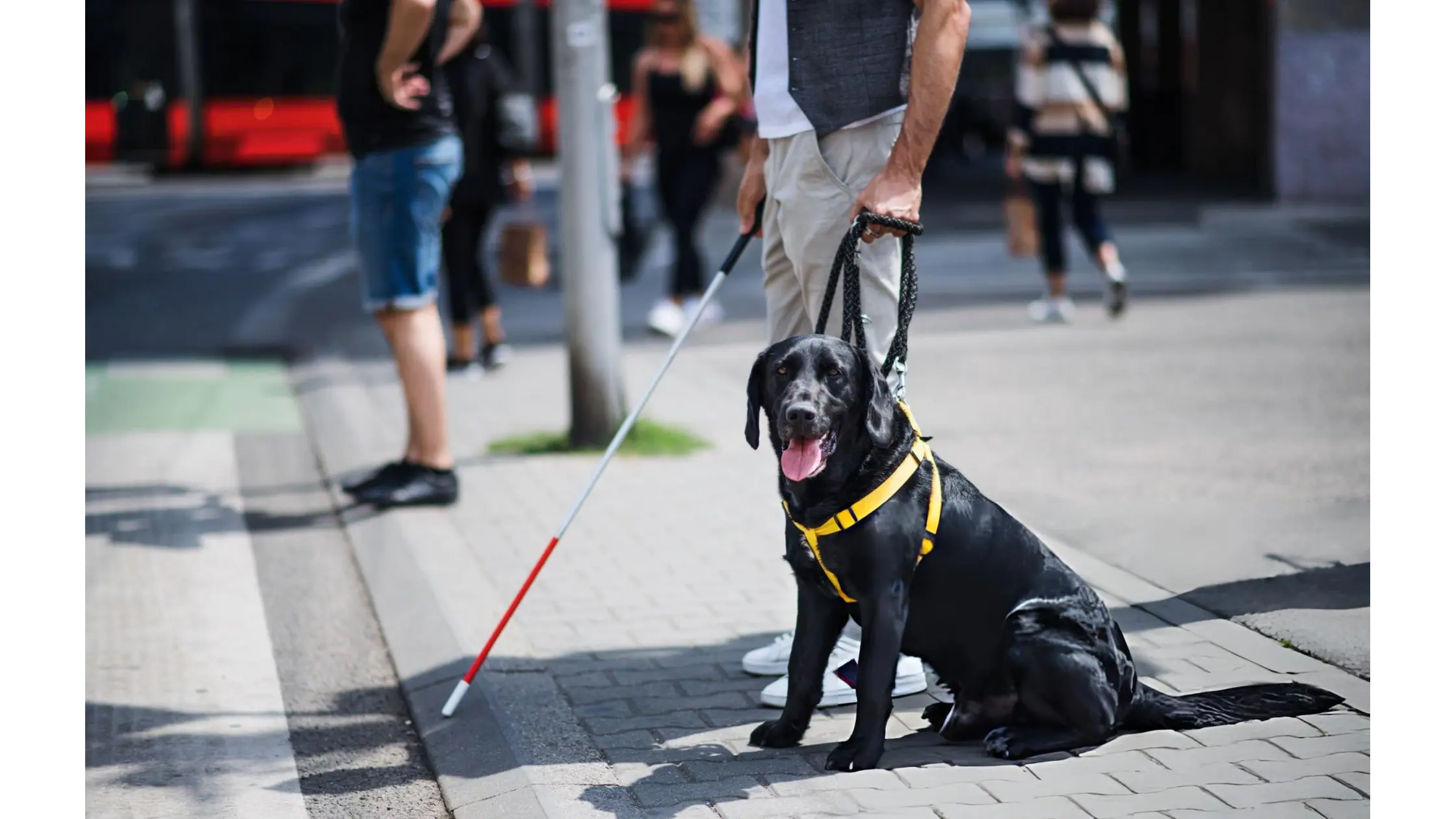 pets-service-animals-emotional-support-animals