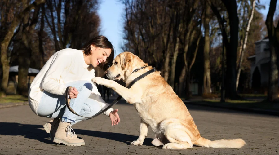 Massachusetts laws for pet services and emotional animals