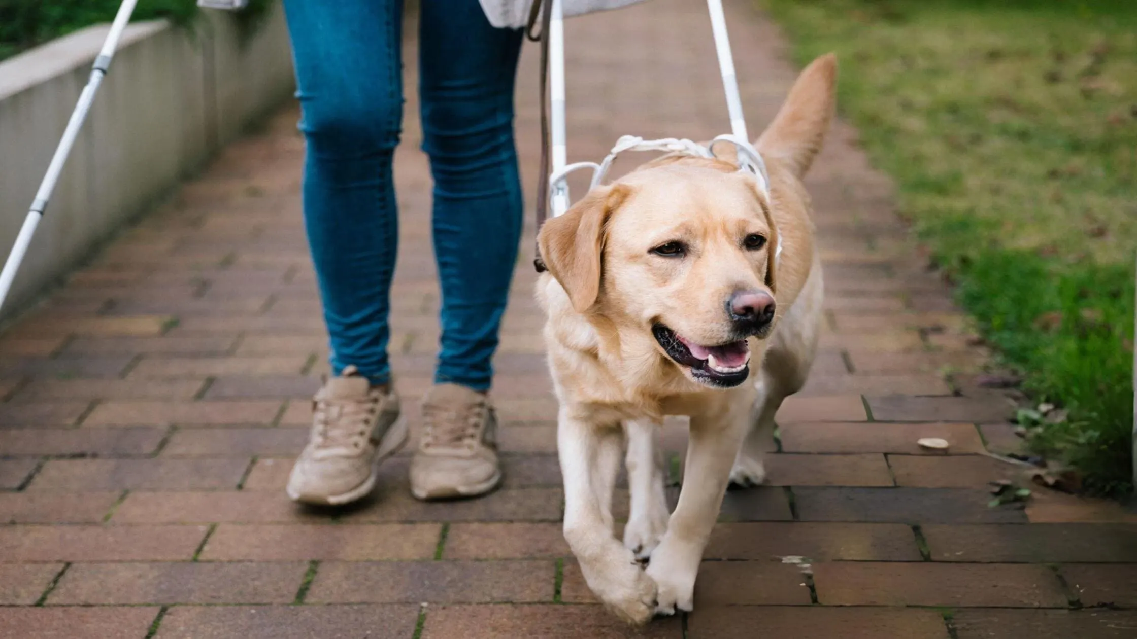 understanding-service-and-support-animals