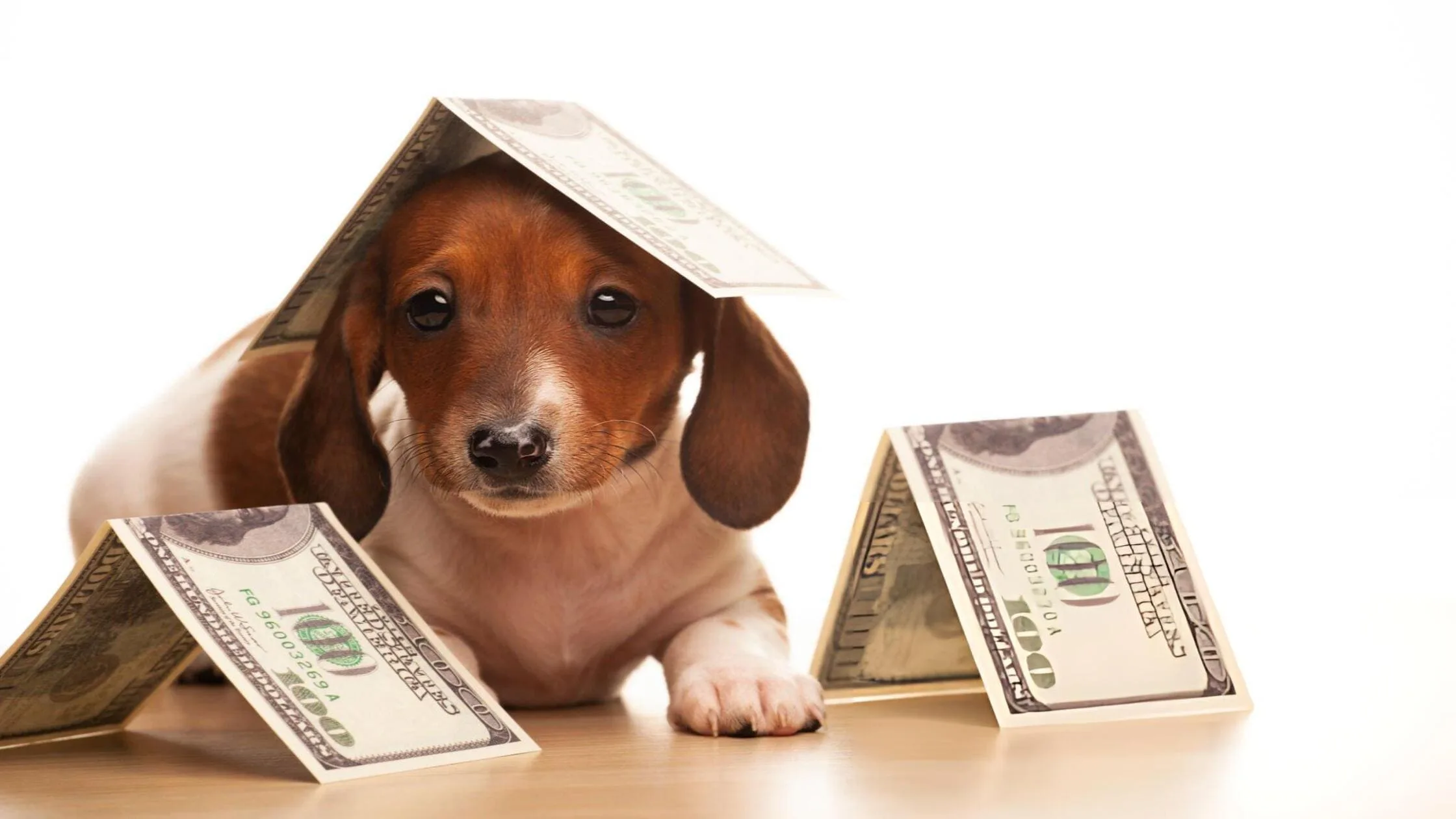 Overview of Massachusetts pet rent laws and legal rules