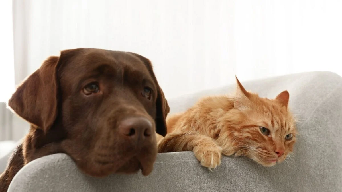 Pet deposit not for general property damage